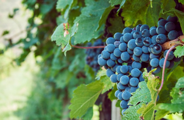 Grappolo di Pinot nero, il vitigno di Castello Bonomi